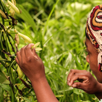 Sambava, Madagascar, Jan 13, 2017: A malagasy woman pollinate manually a vanilla flower